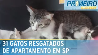 31 gatos são resgatados em apartamento na zona sul de SP | Primeiro Impacto (08/05/24)