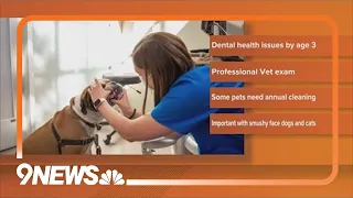 Why pet dental health is so important