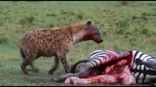 Hyena hunts and kills zebra