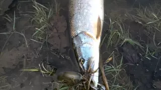 Pike Fishing with Lures. ( Spoons ).