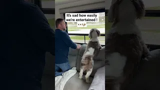 We are easily entertained 👀🐶😂🥰 #funnydogs #aussiedoodle #dog #trynottolaugh #rvlife #fulltimerv