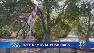 Years-Long Tree Removal Dispute Between PG&E, Lafayette Residents May Soon Be Resolved