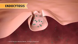 Cell Biology: Active Transport