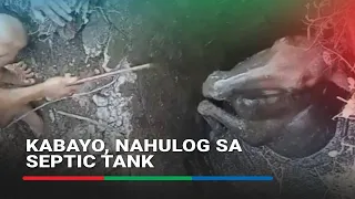 Kabayong nahulog sa septic tank, nailigtas | ABS-CBN News