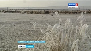 Овец в Хакасии за год стало больше на пятнадцать тысяч голов.  12.01.2017