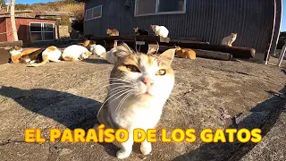 Un día en la Isla de Gatos en Japón