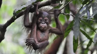 Help save the “Thirty Hills” Ecosystem in Sumatra | The Orangutan Project