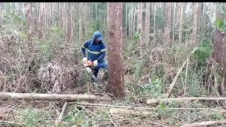 Operador bom de serra derrubando eucalipto 😁💪