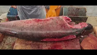 Sailfish Giant Fantastic Cutting & Filleting  Amazing Sailfish 20 KG $200 Chopping & Cutting Skills