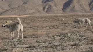 приотарные собаки Туркмения! Туркменский Волкодав - Aboriginal Dog Alabai