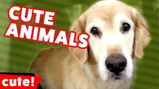 Funniest Cute Pet & Animal Reactions, Bloopers & Moments of 2016 Weekly Compilation | Kyoot Animals