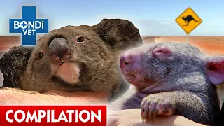 Aussie Animals in Trouble 🇦🇺🐨 | Bondi Vet Compilation | Bondi Vet