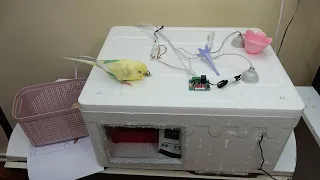 Kuluçka Makinesi Yumurta Seçimi Sıcaklık ve Nem Dereceleri