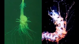 5 Extremely Bizarre Siphonophores Found in the Deep Ocean