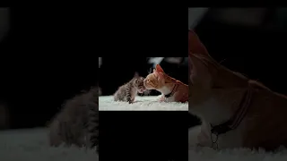 Funny Cats ✪ Mother cats protecting their Baby kittens #shorts