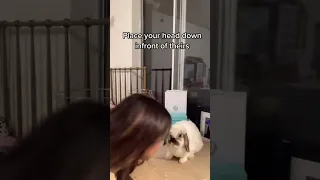 How to apologize to a rabbit:)