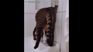 Прикол, котик в жару в ванной