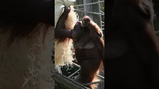 Sari and baby Kendari build a nest in a tree#shorts#funnyvideo#orangutans#funnyanimals#zoo#respect