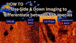 How to use Side Scan and Down Scan to Differentiate between fish species