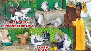 Indian fancy pigeons kabutar🕊️ for sale best breed 💯👌 in Maharashtra malkapur 🤫#Akpigeonsloft