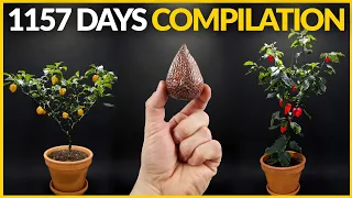 1157 Days in 8 Minutes - Plant Time-lapse COMPILATION