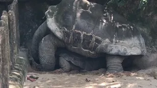 Giant Turtles/Tortoise are Mating Loudly at Singapore Zoo