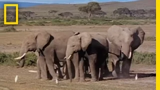 Elephants in "Mourning" | National Geographic