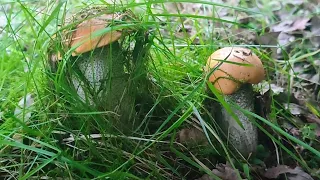 Чи є гриби? Прогулянка лісом на схили Полонини Карпат? 🍄🍄🍄 (25.07.2023)