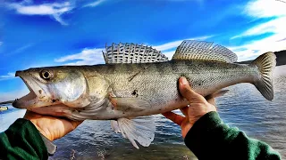 Pescuit la Salau frumos la Dunare l-am spart la pestisor viu 2022