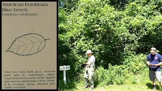Tree Identification American Hornbeam Lindley NY