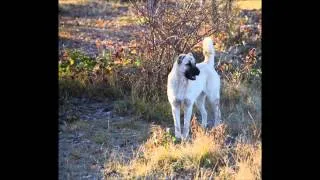 Armenian Wolfhound / Gampr Adana - The Princess!