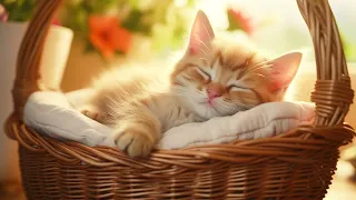 Calming Music for Anxious Cats: Soothing Sounds for Deep Relaxation and Sleep