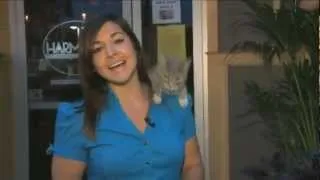 Funny Cat Compilation 2013