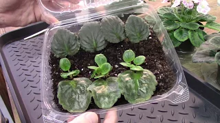 African Violets..............pulling babies and planting #1