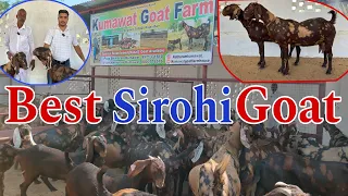 Top Quality Sirohi Goat // सिरोही बकरियों का सबसे शानदार फार्म 👍 Goat Farm #goat #sirohi #ajmer