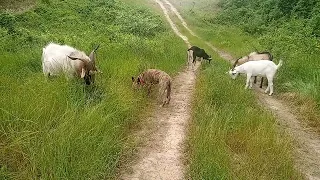 Goats on a Hill Eating Some Grass #peacefulambition #animallover #animalshorts