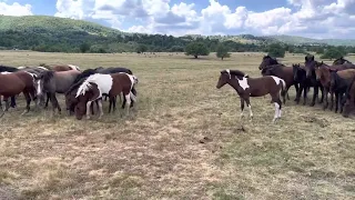 Batovo polje august 2022