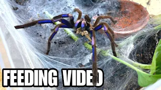 EPIC GIANT TARANTULA + SCORPION FEEDING VIDEO! MEET 24 PET ARACHNIDS!