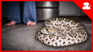 Baby Rattlesnake Sneaks into a Kitchen!