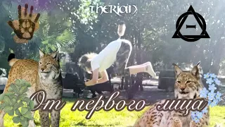 Дикая кошка от первого лица🐾