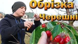 Sweet cherry pruning in winter