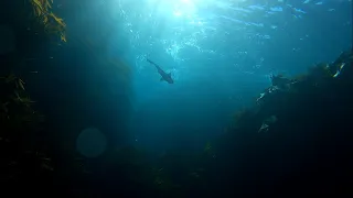 Tasmania East Coast Spearfishing: 31 Days of Diving