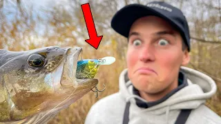 Insane Crankbait Fishing in SMALL RIVER For Big Perch | Team Galant