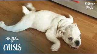 "Mom, Why Can't I Walk And Run Just Like Other Dog Friends..?" | Animal in Crisis EP156