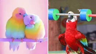 Smart And Funny Parrots Parrot Talking Videos Compilation #10 Super Parrots