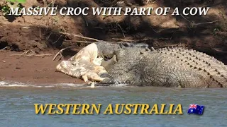 MASSIVE Croc with half a Cow..WYNDHAM WA