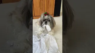 Shih Tzu’s favorite present from Santa Paws 🎅🏻🐾🤣 Lacey dog loves tissue paper #shorts #shihtzu