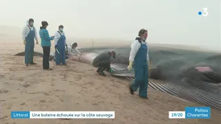 Charente-Maritime : un rorqual s'est échoué sur une plage de La Tremblade