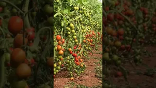 Greenhouse cocktail tomato Antalya/TURKEY овальные коктейльные томаты, теплица Анталия / Турция