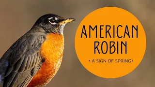 American Robins - A Sign Of Spring - Informative Video